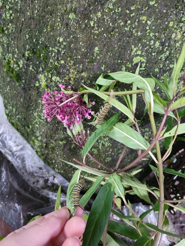 Two monarch caterpillars of different sizes feeding on a milkweed plant