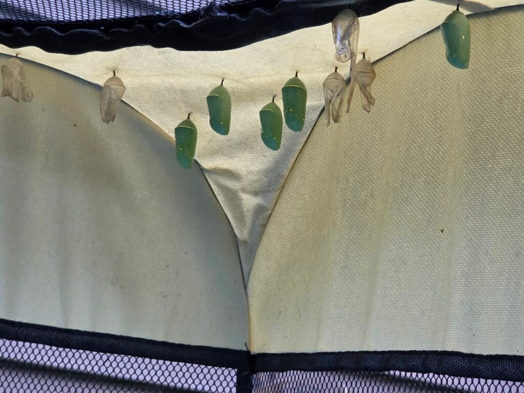 Row of green monarch chrysalises hanging inside an enclosure