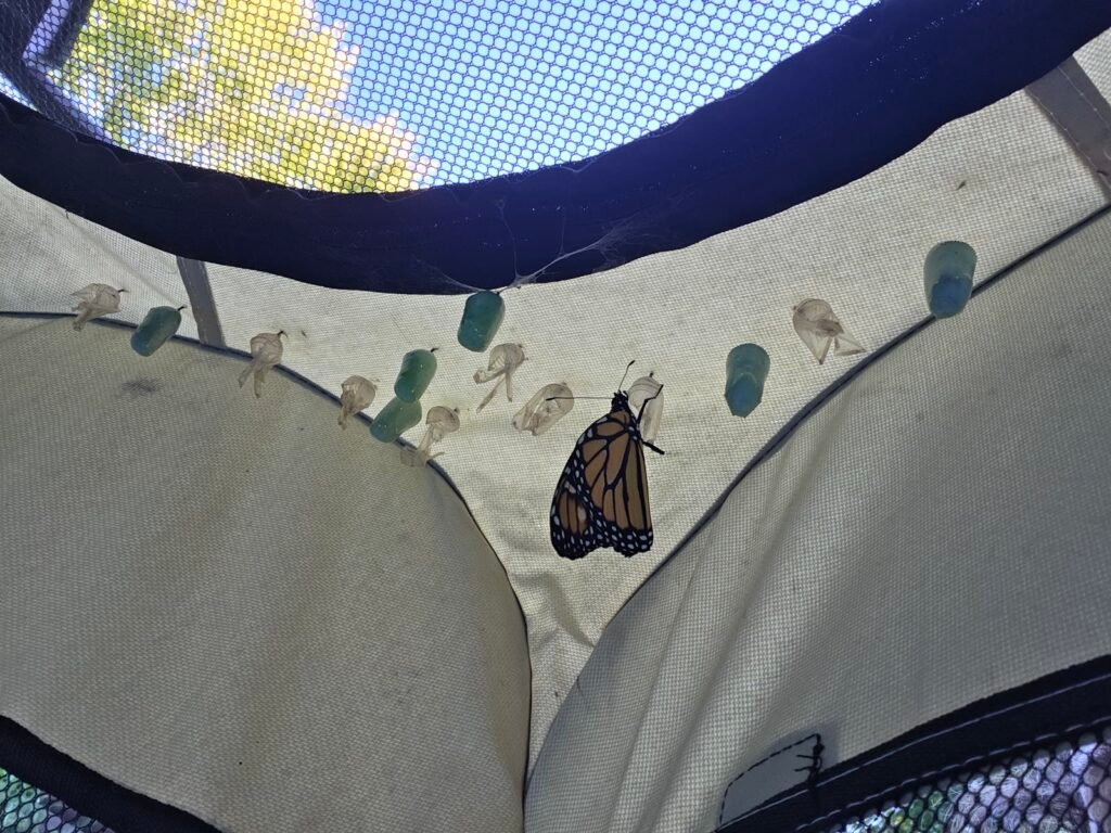 Inside a mesh enclosure with monarch chrysalises and a newly emerged butterfly