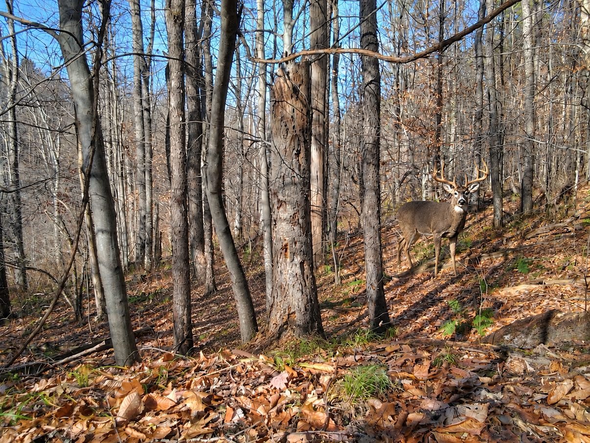 A whitetail buck standing in late-fall hardwoods (photo illustration)