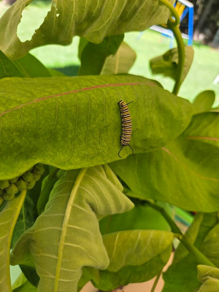 Monarch caterpillar feeding on a milkweed leaf