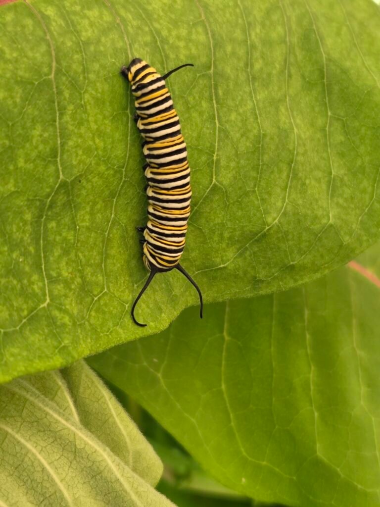 Monarch caterpillar on a milkweed leaf, side view