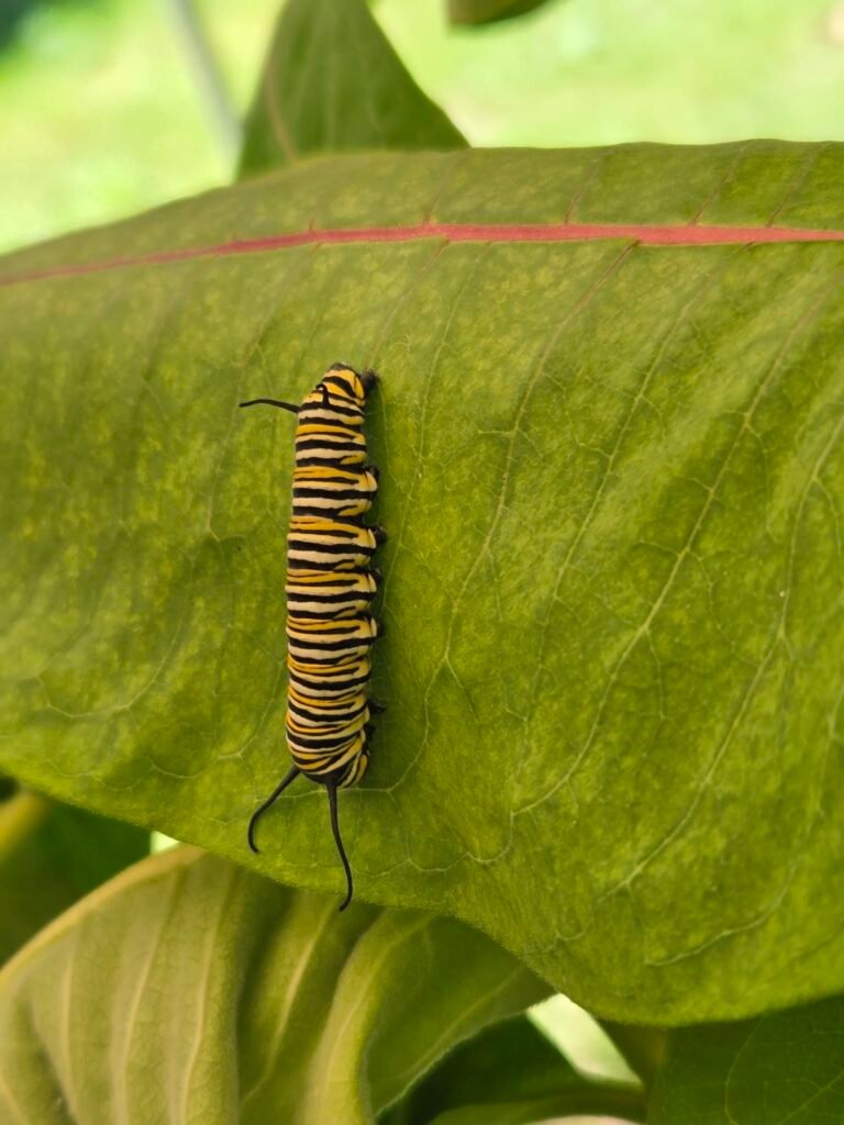 Monarch caterpillar on a milkweed leaf, seen from above
