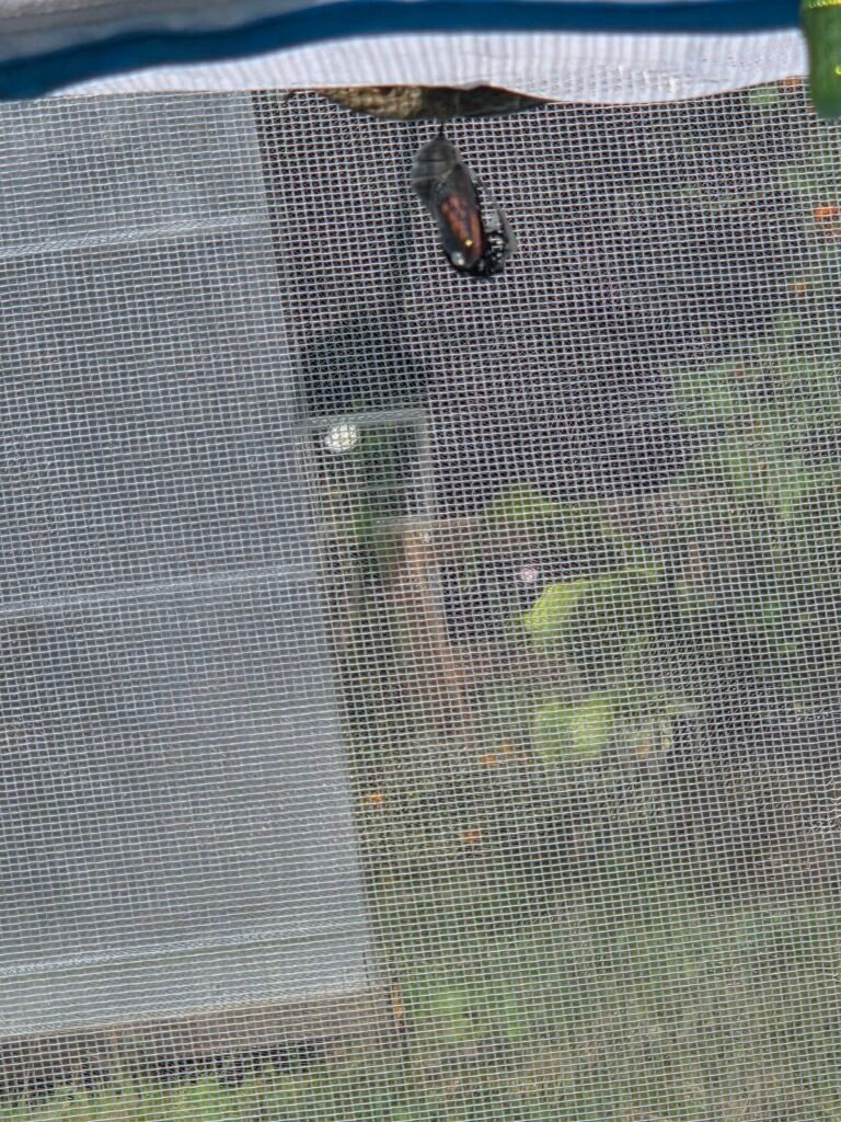 A newly emerged monarch seen through enclosure mesh