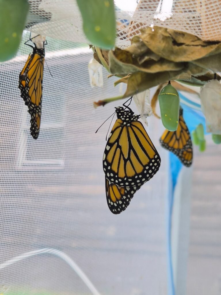 Two newly emerged monarchs drying their wings inside the enclosure beside a green chrysalis
