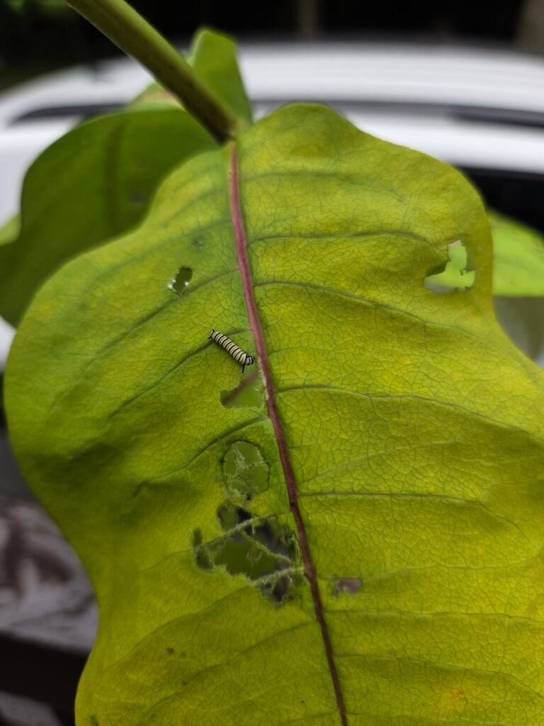 First instar monarch caterpillar on a leaf