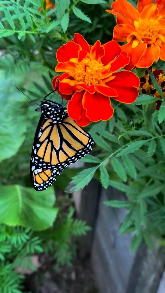 Monarch butterfly on a marigold, viewed from above