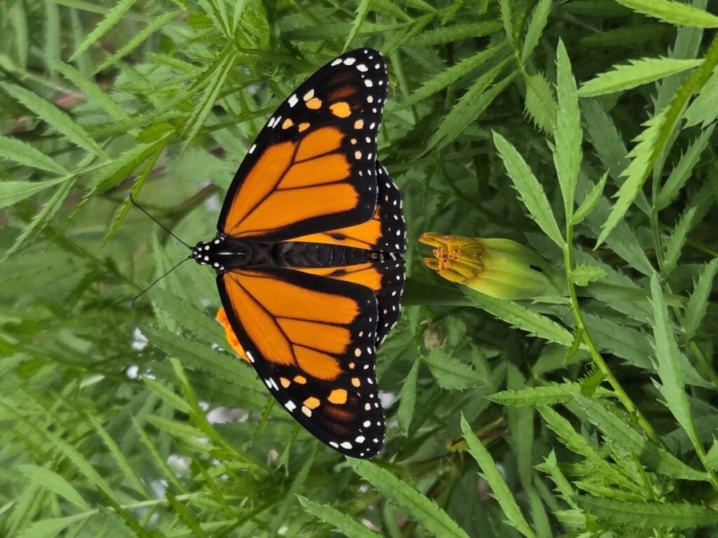 A monarch with wings fully open on a marigold bud, seen from above