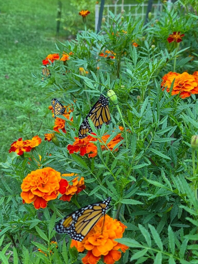 Three monarchs at once on a marigold bed on release day