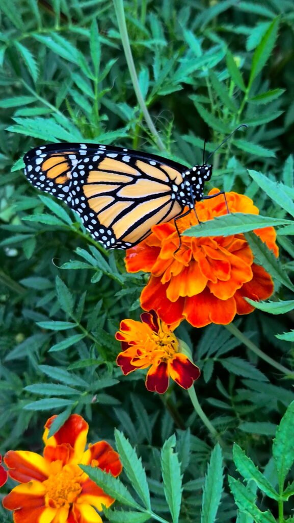Monarch butterfly on a marigold