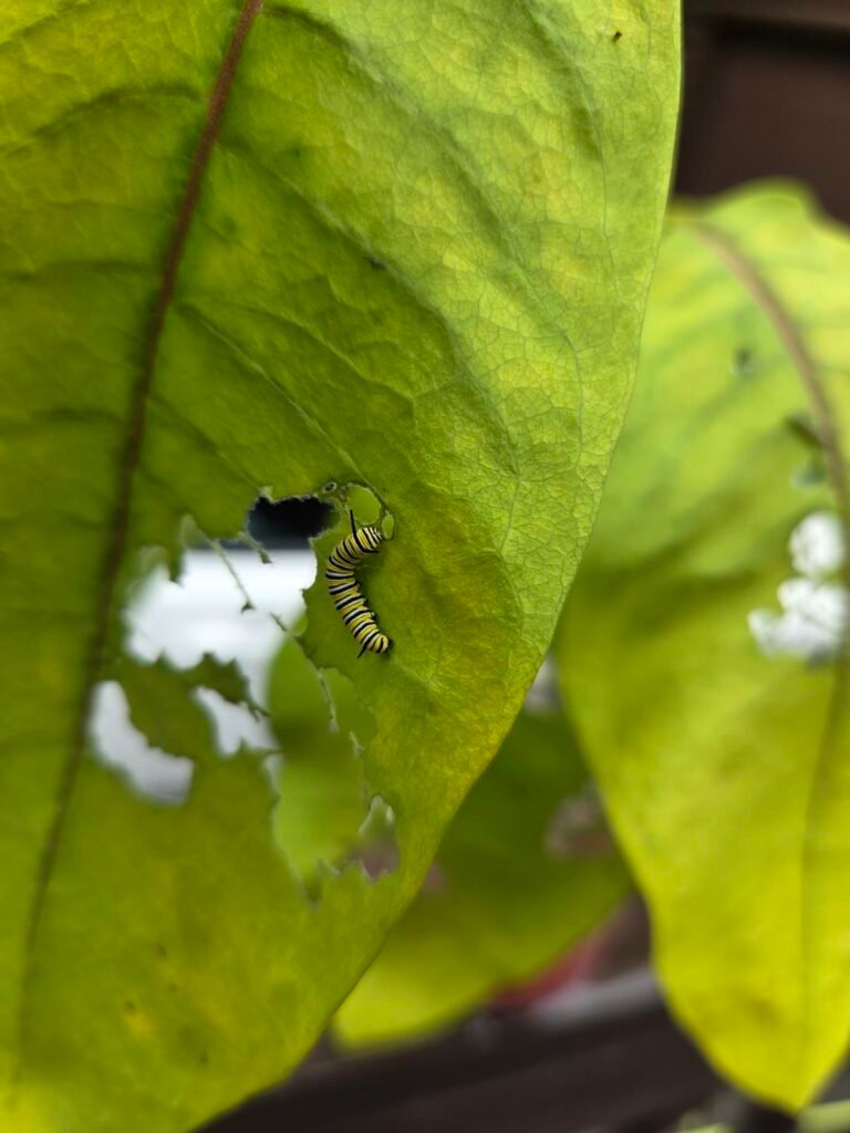 Tiny monarch caterpillar on a milkweed leaf