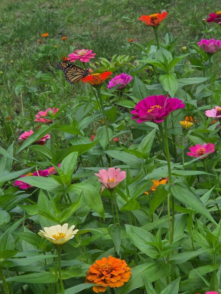 A monarch butterfly feeding on an orange zinnia among pink and magenta zinnias