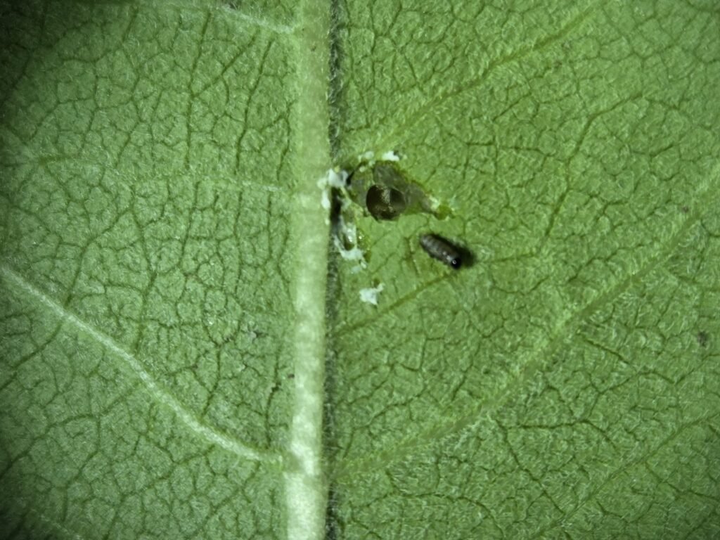 Two newly hatched monarch caterpillars beside a tiny empty eggshell on a milkweed leaf