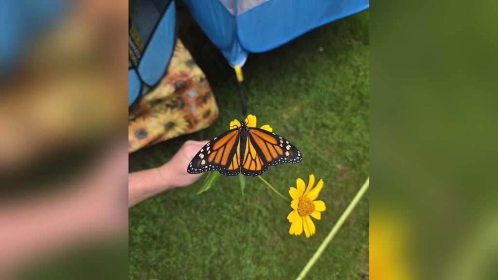 Monarch butterfly with wings spread open on a yellow flower