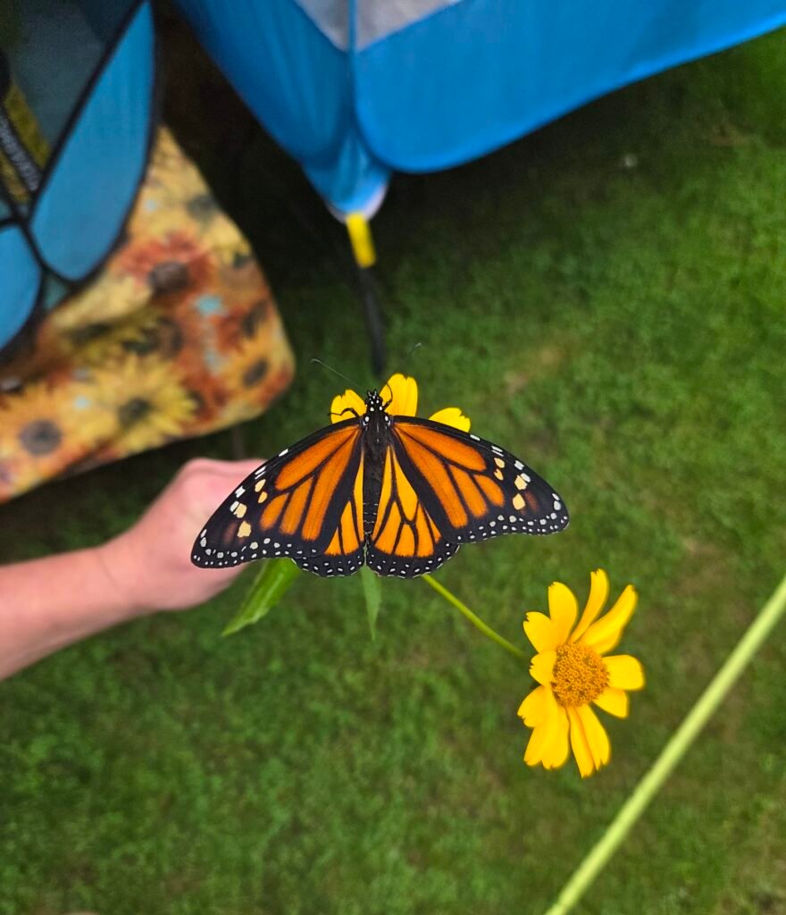 Monarch butterfly with wings spread open on a yellow flower