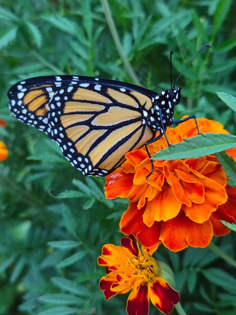 Monarch butterfly resting on an orange marigold flower